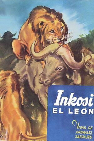 Inkosi, el león